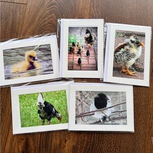 Set of 5 Bird Photography blank Greeting Cards. 5x7 with envelope